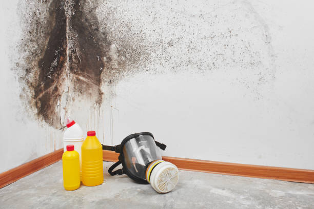 Best Certified Mold Removal  in Edwardsville, KS