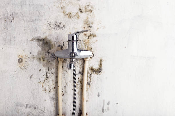 Best Professional Mold Removal  in Edwardsville, KS