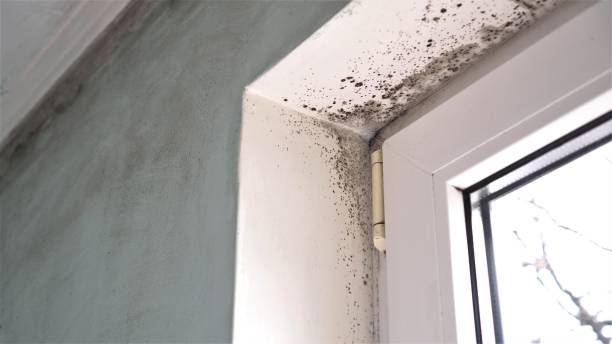 Best Commercial Mold Removal  in Edwardsville, KS