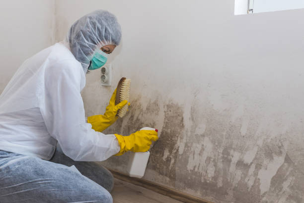 Best Local Mold Removal Service  in Edwardsville, KS