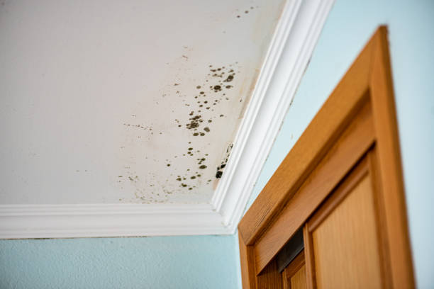 Best Attic Mold Removal  in Edwardsville, KS