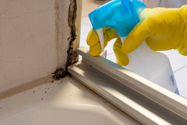 Best Mold Removal Near Me  in Edwardsville, KS