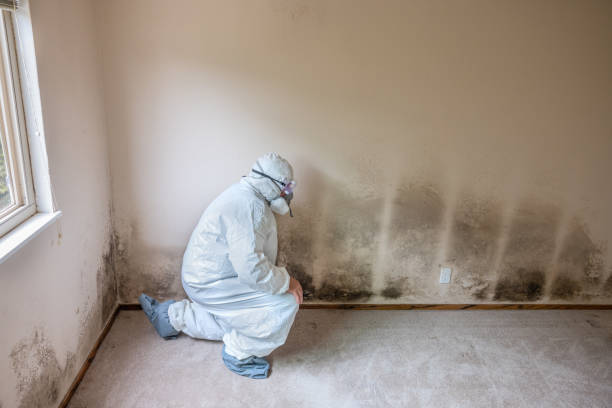 Mold Testing and Removal in Edwardsville, KS