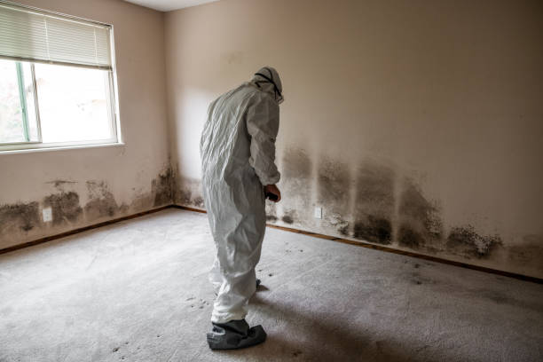 Best Mold Testing and Removal  in Edwardsville, KS