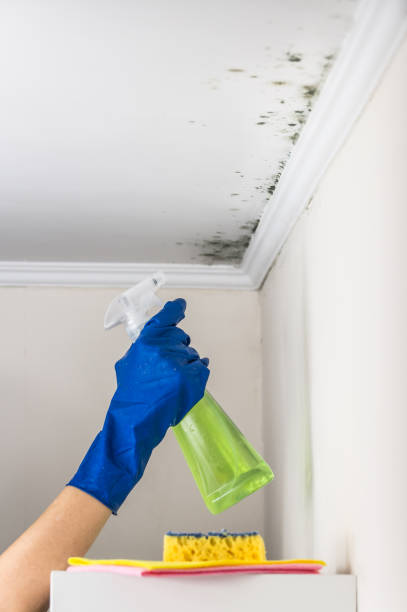 Mold Testing and Removal in Edwardsville, KS