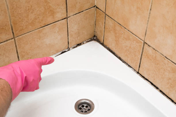 Best Emergency Mold Removal  in Edwardsville, KS